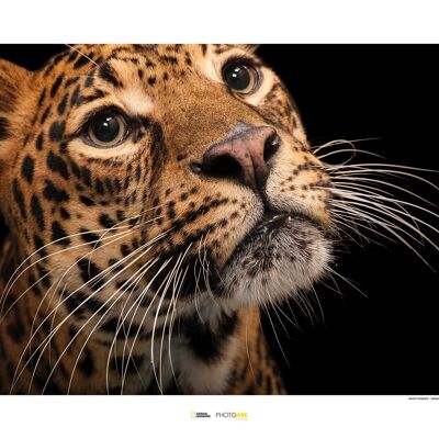 Mural - Javan Leopard - Size: 70 x 50 cm