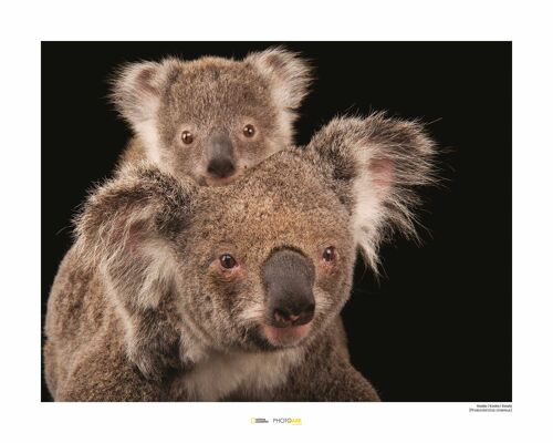 Wandbild - Koala Bear - Größe: 50 x 40 cm