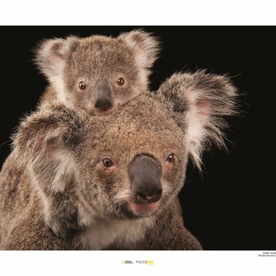 Wandbild - Koala Bear - Größe: 50 x 40 cm