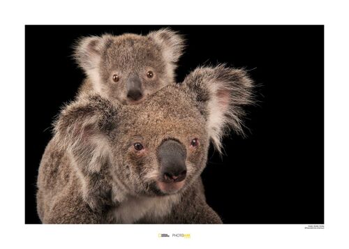 Wandbild - Koala Bear - Größe: 70 x 50 cm