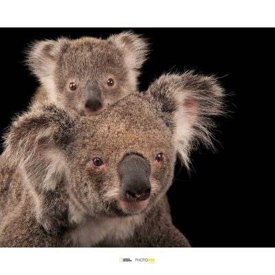 Papier Peint - Ours Koala - Dimensions : 70 x 50 cm