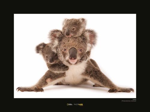 Wandbild - Koala - Größe: 40 x 30 cm