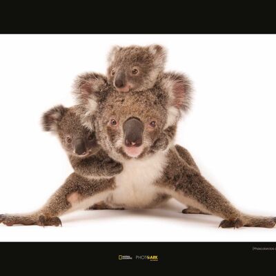 Wandbild - Koala - Größe: 40 x 30 cm