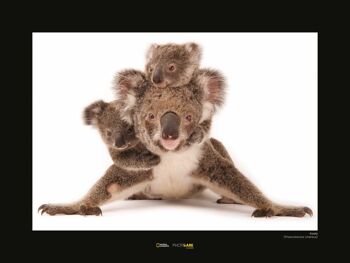 Papier peint - Koala - Format : 40 x 30 cm