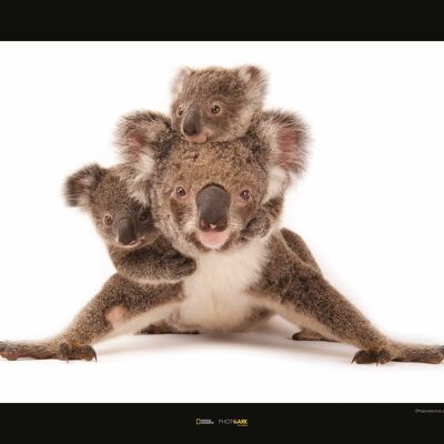 Wandbild - Koala - Größe: 50 x 40 cm