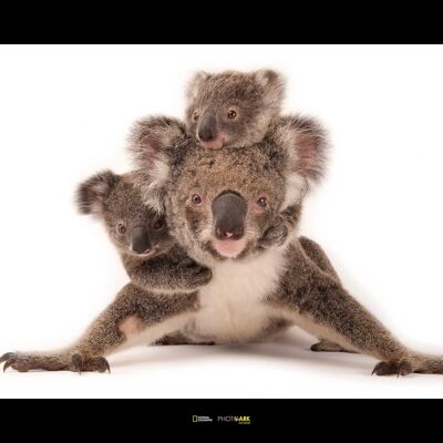 Wandbild - Koala - Größe: 70 x 50 cm