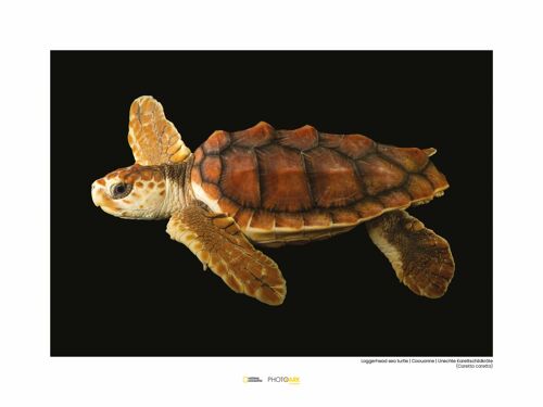 Wandbild - Loggerhead Sea Turtle - Größe: 40 x 30 cm