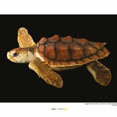 Wandbild - Loggerhead Sea Turtle - Größe: 40 x 30 cm