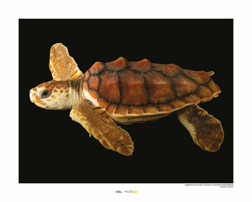Wandbild - Loggerhead Sea Turtle - Größe: 50 x 40 cm