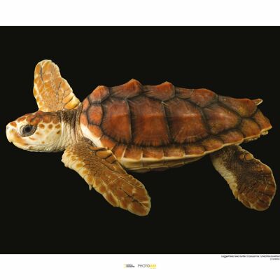 Murale - Tartaruga Caretta Caretta - Dimensioni: 50 x 40 cm