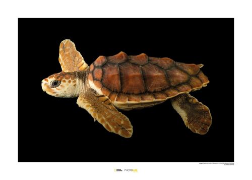 Wandbild - Loggerhead Sea Turtle - Größe: 70 x 50 cm