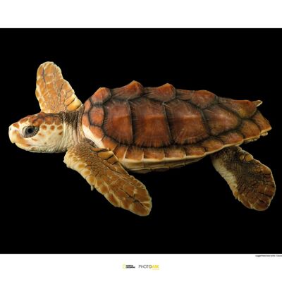 Wandbild - Loggerhead Sea Turtle - Größe: 70 x 50 cm