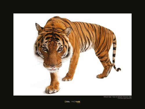 Wandbild - Malayan Tiger - Größe: 40 x 30 cm