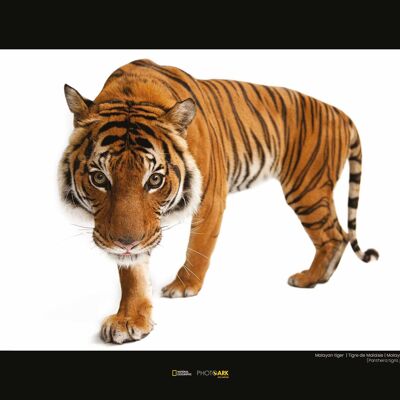 Peinture murale - Tigre malais - Dimensions : 40 x 30 cm