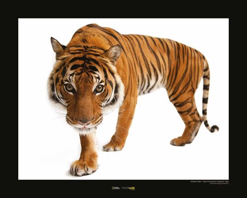 Wandbild - Malayan Tiger - Größe: 50 x 40 cm