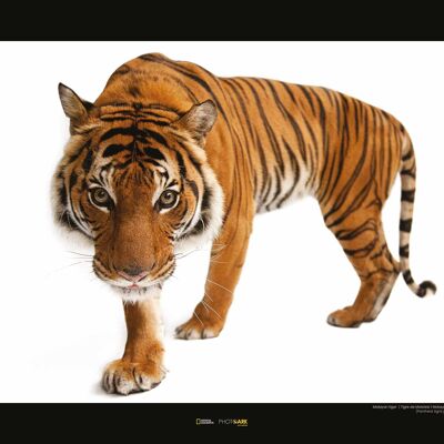 Peinture murale - Tigre malais - Dimensions : 50 x 40 cm