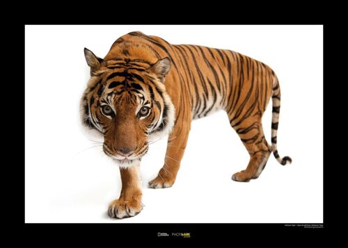 Wandbild - Malayan Tiger - Größe: 70 x 50 cm