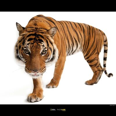 Wandbild - Malayan Tiger - Größe: 70 x 50 cm