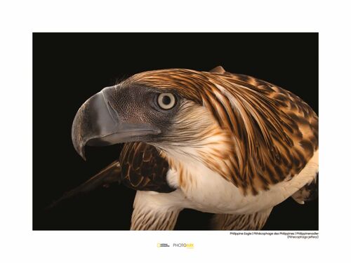 Wandbild - Philippine Eagle - Größe: 40 x 30 cm