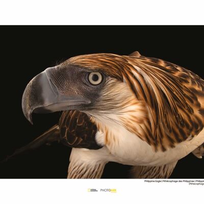 Wandbild - Philippine Eagle - Größe: 40 x 30 cm