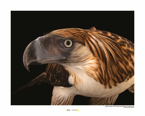 Wandbild - Philippine Eagle - Größe: 50 x 40 cm