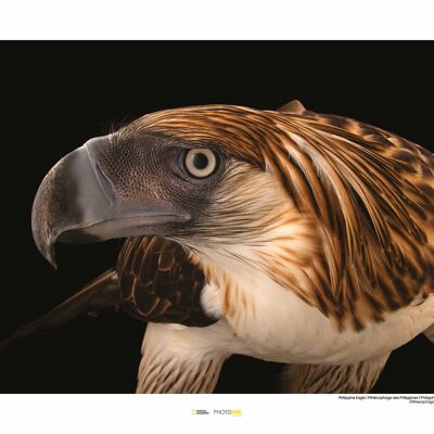 Wandbild - Philippine Eagle - Größe: 50 x 40 cm