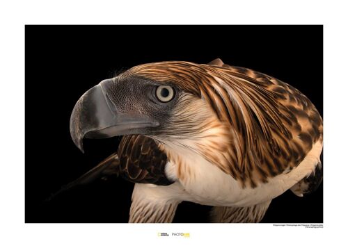 Wandbild - Philippine Eagle - Größe: 70 x 50 cm