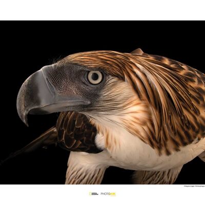 Wandbild - Philippine Eagle - Größe: 70 x 50 cm