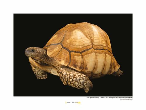 Wandbild - Ploughshare Tortoise - Größe: 40 x 30 cm