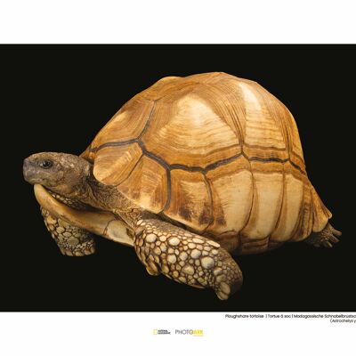 Peinture murale - Tortue soc - Format : 40 x 30 cm