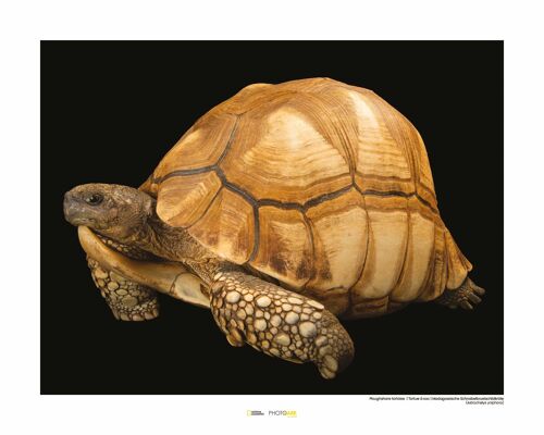 Wandbild - Ploughshare Tortoise - Größe: 50 x 40 cm