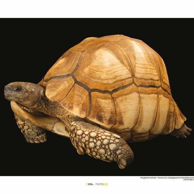 Mural - Plowshare Tortoise - Size: 50 x 40 cm