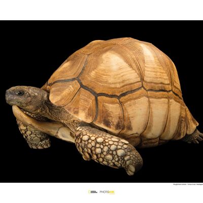 Wandbild - Ploughshare Tortoise - Größe: 70 x 50 cm