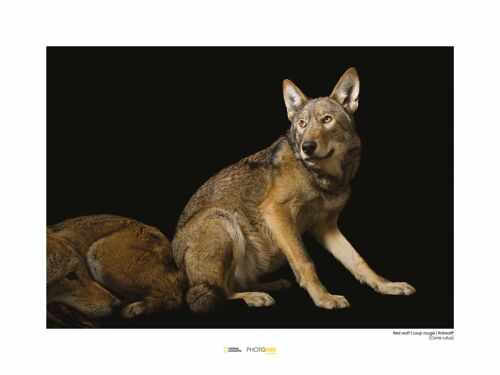 Wandbild - Red Wolf - Größe: 40 x 30 cm