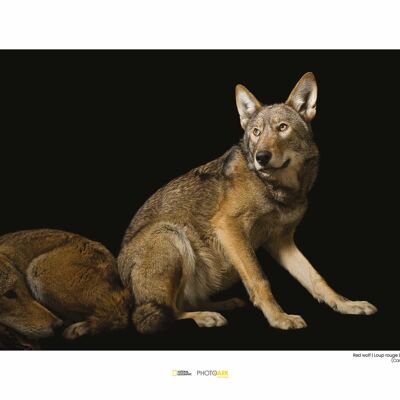 Wandbild - Red Wolf - Größe: 40 x 30 cm