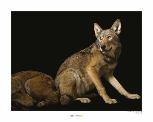 Wandbild - Red Wolf - Größe: 50 x 40 cm