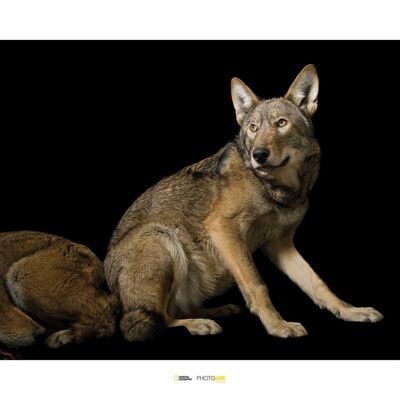 Wandbild - Red Wolf - Größe: 70 x 50 cm