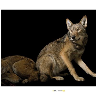 Wandbild - Red Wolf - Größe: 70 x 50 cm