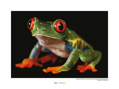 Wandbild - Red-eyed Treefrog - Größe: 40 x 30 cm