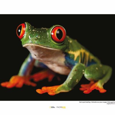 Wandbild - Red-eyed Treefrog - Größe: 40 x 30 cm