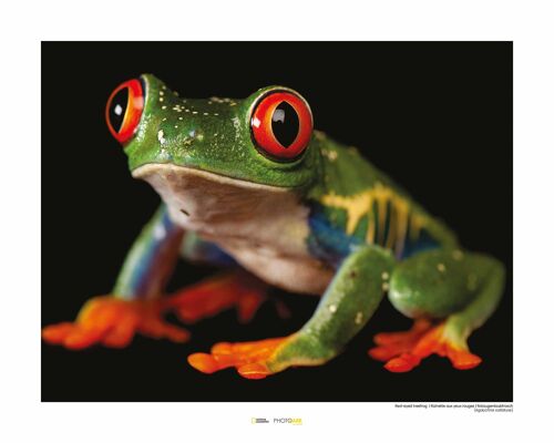 Wandbild - Red-eyed Treefrog - Größe: 50 x 40 cm