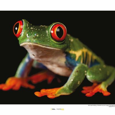 Wandbild - Red-eyed Treefrog - Größe: 50 x 40 cm