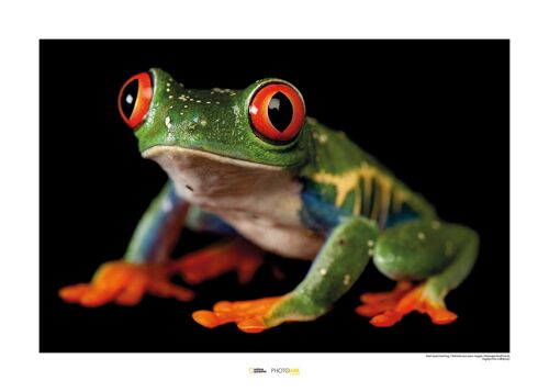 Wandbild - Red-eyed Treefrog - Größe: 70 x 50 cm