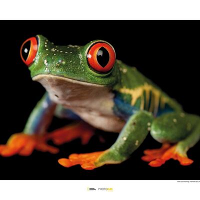 Wandbild - Red-eyed Treefrog - Größe: 70 x 50 cm