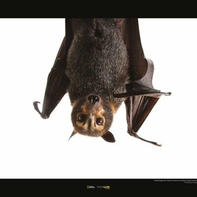 Mural - Spectacled Flying Fox - Size: 50 x 40 cm