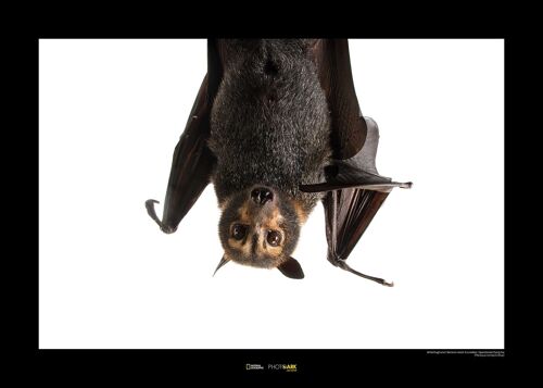 Wandbild - Spectacled Flying Fox - Größe: 70 x 50 cm