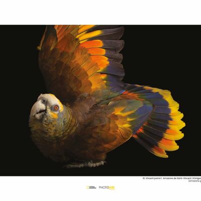 Mural - St. Vincent Parrot - Size: 40 x 30 cm