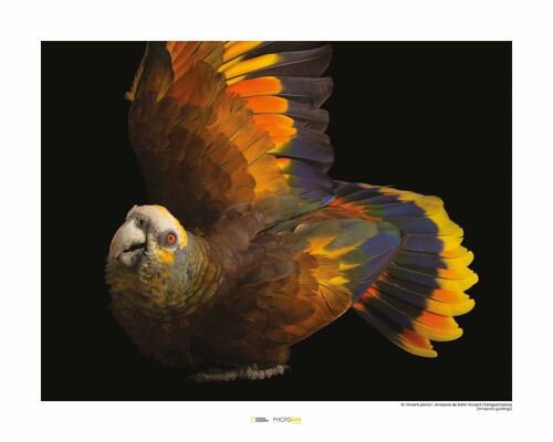 Wandbild - St. Vincent Parrot - Größe: 50 x 40 cm