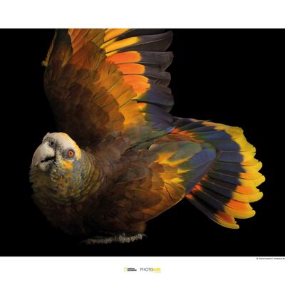 Mural - St. Vincent Parrot - Size: 70 x 50 cm