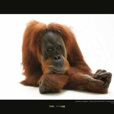 Mural - Orangután de Sumatra - Medida: 40 x 30 cm